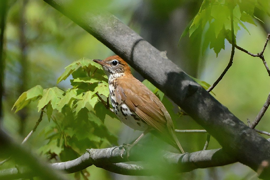 Thrush, Wood, 2015-05105833 Broad Meadow Brook, MA.JPG - Wood Thrush. Broad Meadow Brook Wildlife Sanctuary, MA, 5-10-2015